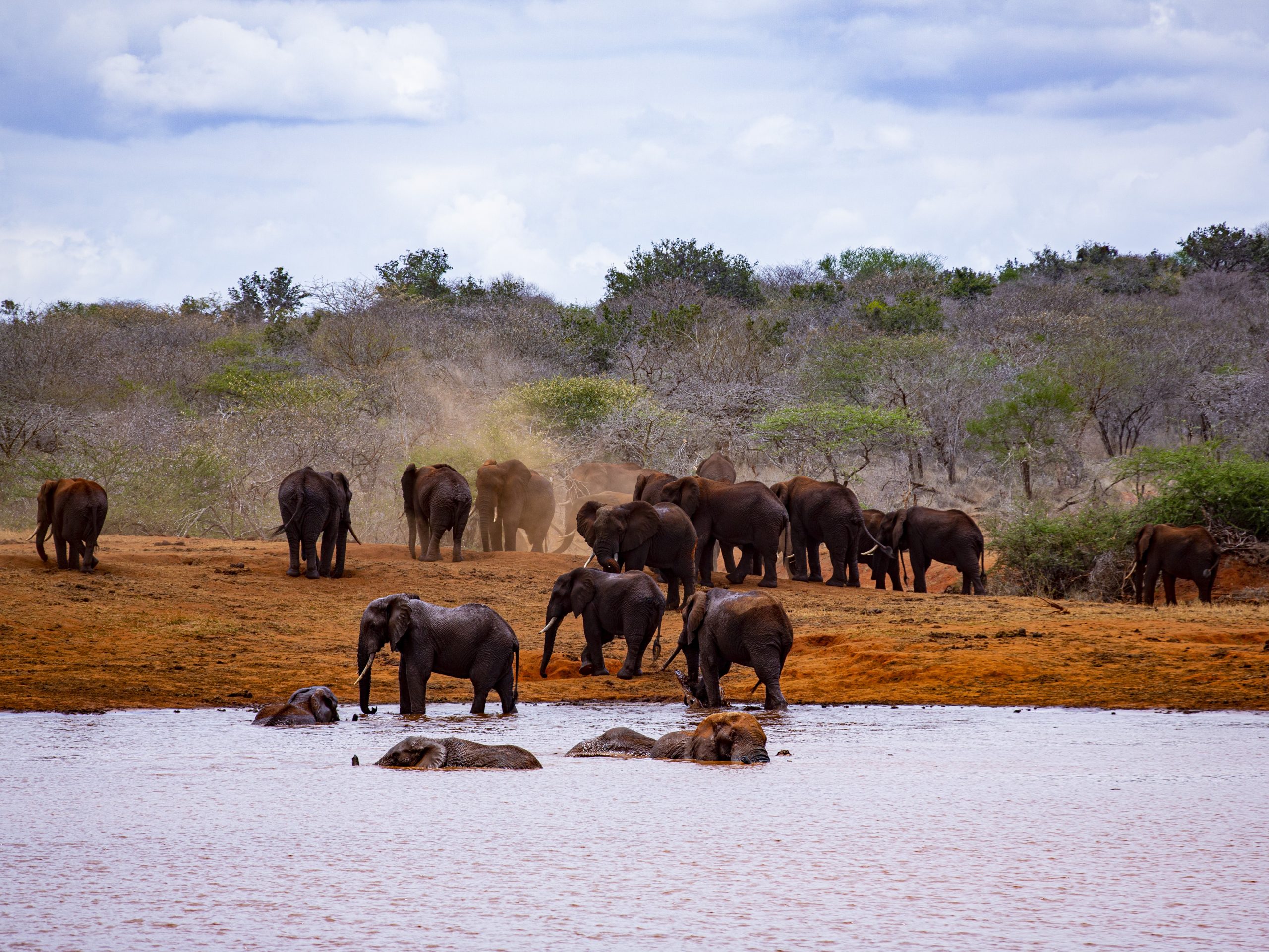 elephants