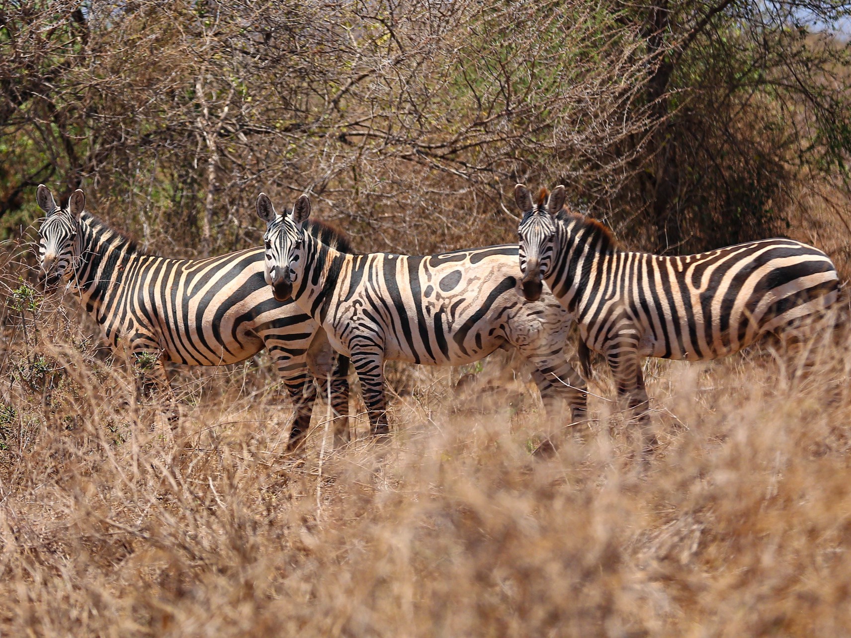 zebras
